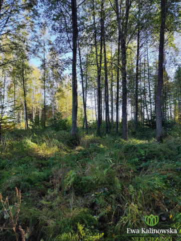 Działka Sprzedaż Serwy 7