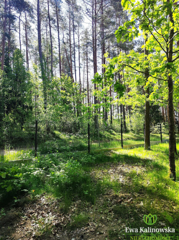 Działka Sprzedaż Augustów 6