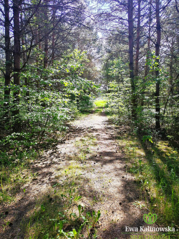 Działka Sprzedaż Płaska 9