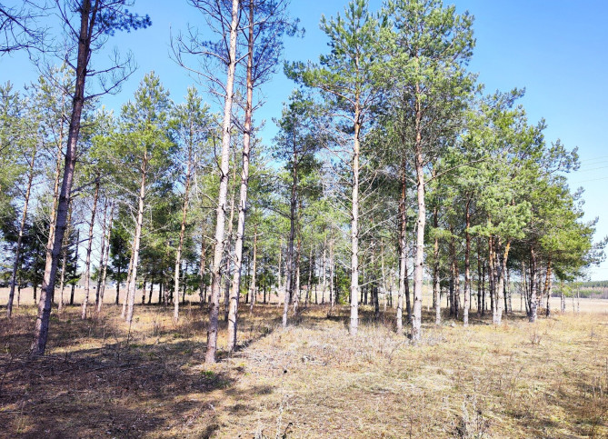 Działka Sprzedaż Płaska 7